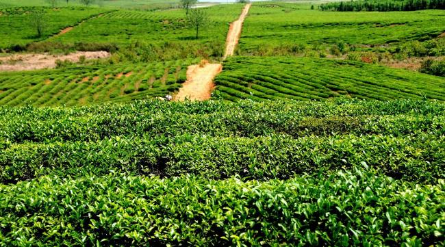 石桥铺到茶园多少公里