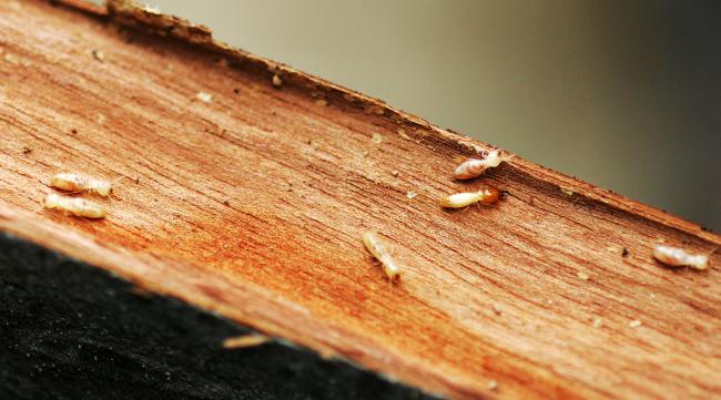 什么木的家具容易生虫卵