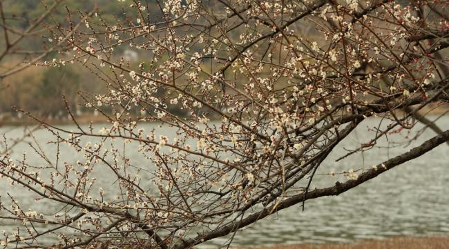 杭州市市花