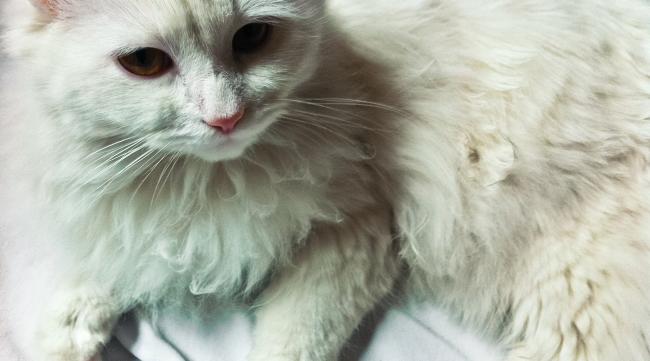 波斯猫都是白色的吗