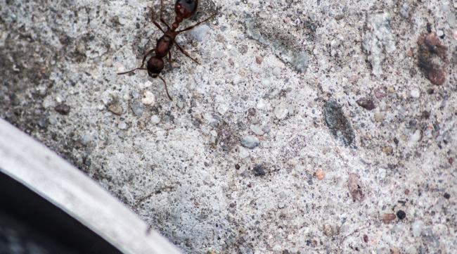 蚂蚁为什么往衣柜里爬